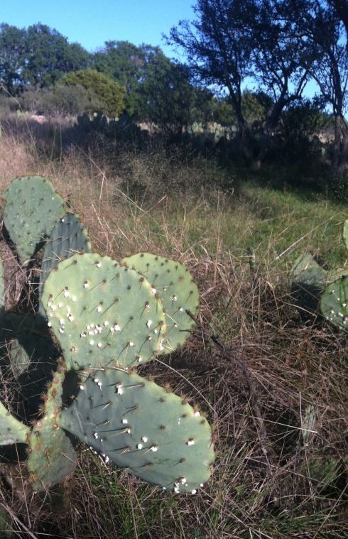 Cochineal on Opuntia